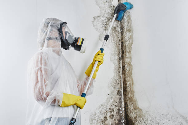 Trusted Pleasanton, CA Mold Inspection Experts